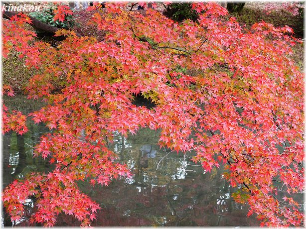 京都植物園散策_a0107666_214430100.jpg