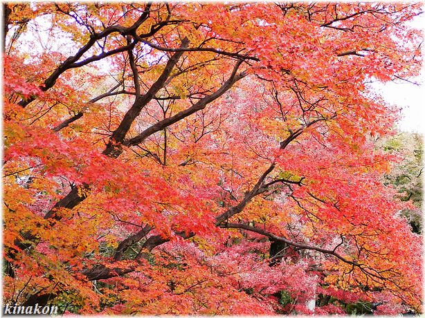 京都植物園散策_a0107666_21474338.jpg