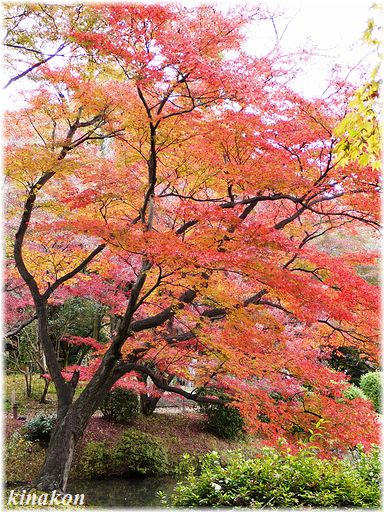 京都植物園散策_a0107666_21505270.jpg