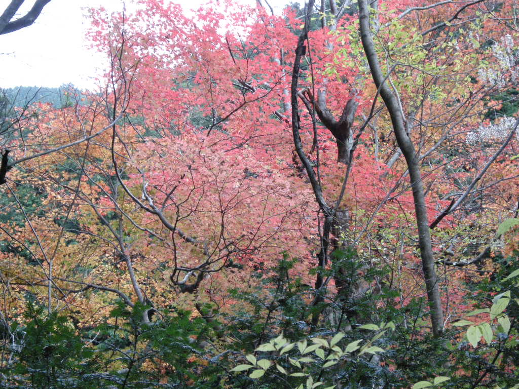 名残の紅葉・滝・雪の泉山_b0185573_54782.jpg