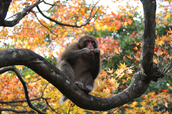 京都の紅葉写真_e0171573_21393591.jpg