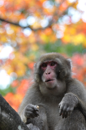 京都の紅葉写真_e0171573_21394949.jpg