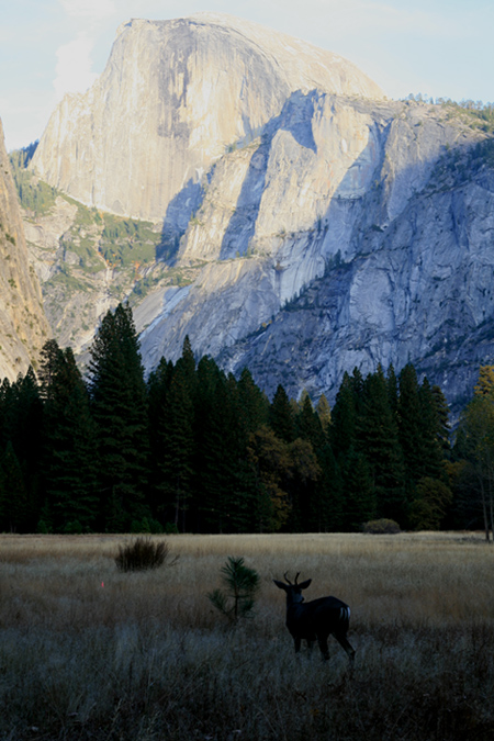 Yosemite National Park 6_d0123276_722980.jpg