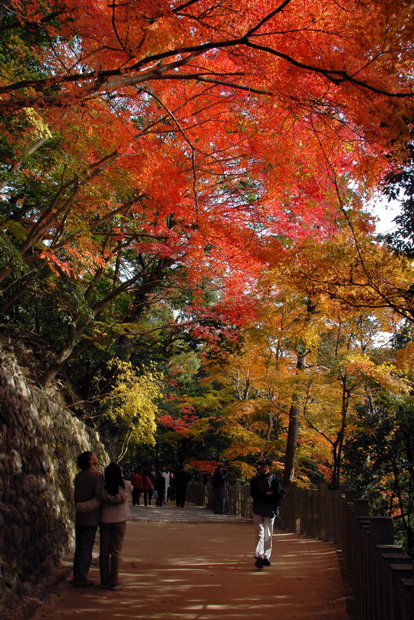 ゆく秋・紅葉かがやく①_e0169286_21101100.jpg