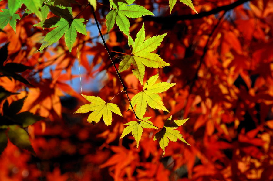 ゆく秋・紅葉かがやく①_e0169286_2113342.jpg