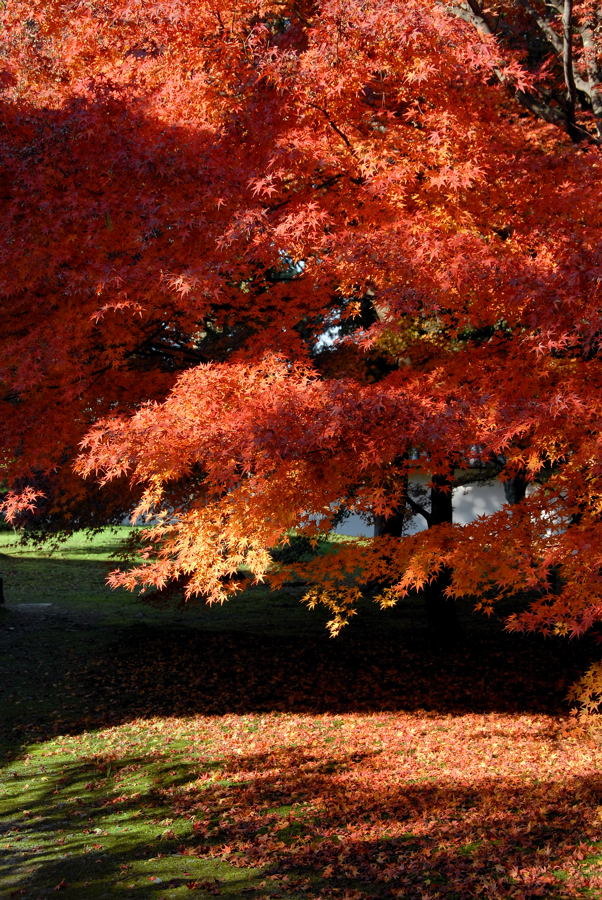 ゆく秋・紅葉かがやく①_e0169286_21155972.jpg