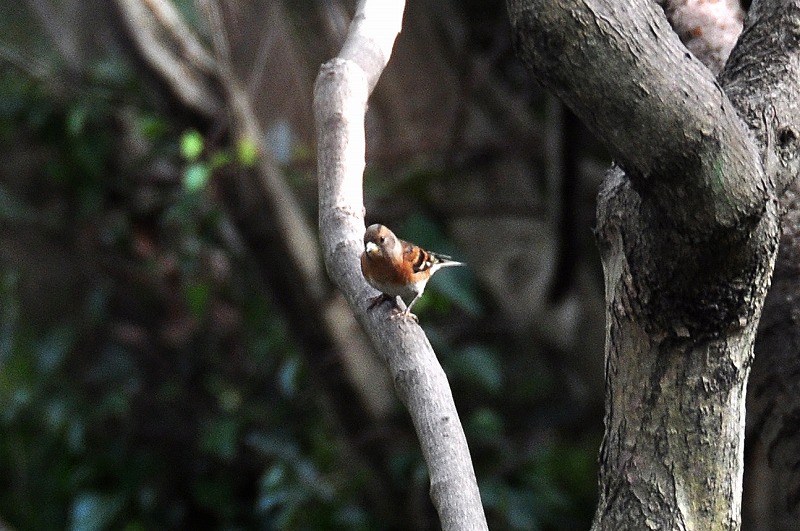 功山寺と白野江公園_e0086887_2122797.jpg