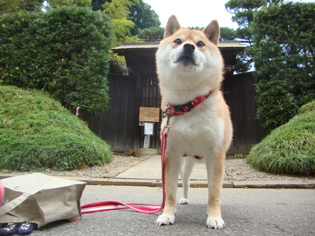 トリミングは便利だな_a0126590_23313386.jpg