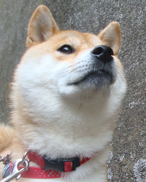 トリミングは便利だな_a0126590_23314675.jpg