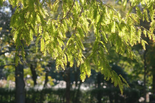 e0070891_18172734.jpg
