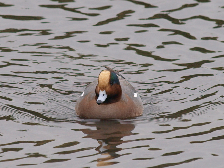 MFの鳥_c0098793_21481568.jpg