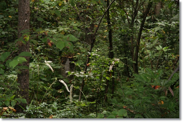 f0146493_1401721.jpg