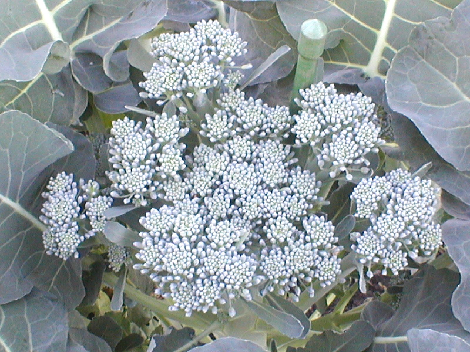 e0116694_176152.jpg