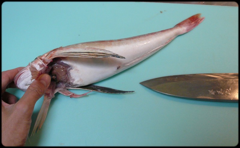 ホウボウの捌き方 魚と野菜と私と和ノ香