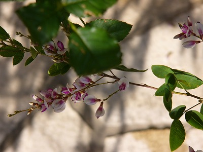 a0123003_1891257.jpg