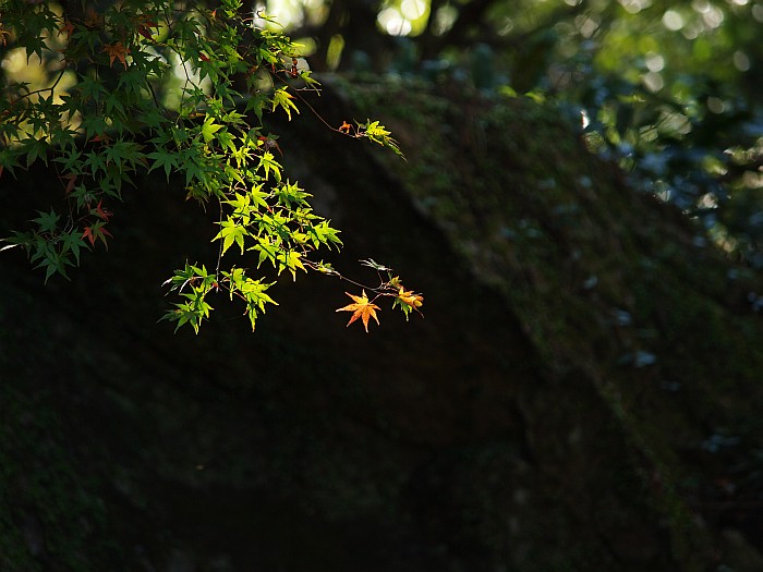 紅葉サイクリング　第２弾　その２　－王滝渓谷－_e0075403_1623124.jpg