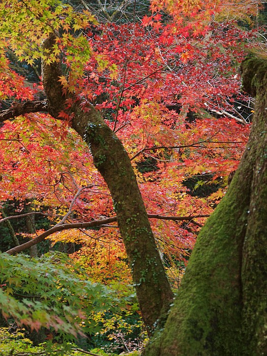 紅葉サイクリング　第２弾　その２　－王滝渓谷－_e0075403_1623312.jpg