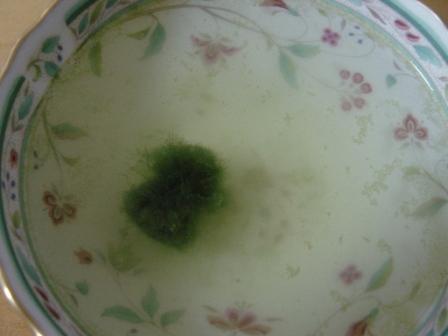 e0133203_6571366.jpg