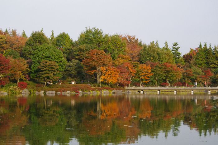 昭和記念公園の紅葉　　6　日本庭園_b0151409_23451587.jpg