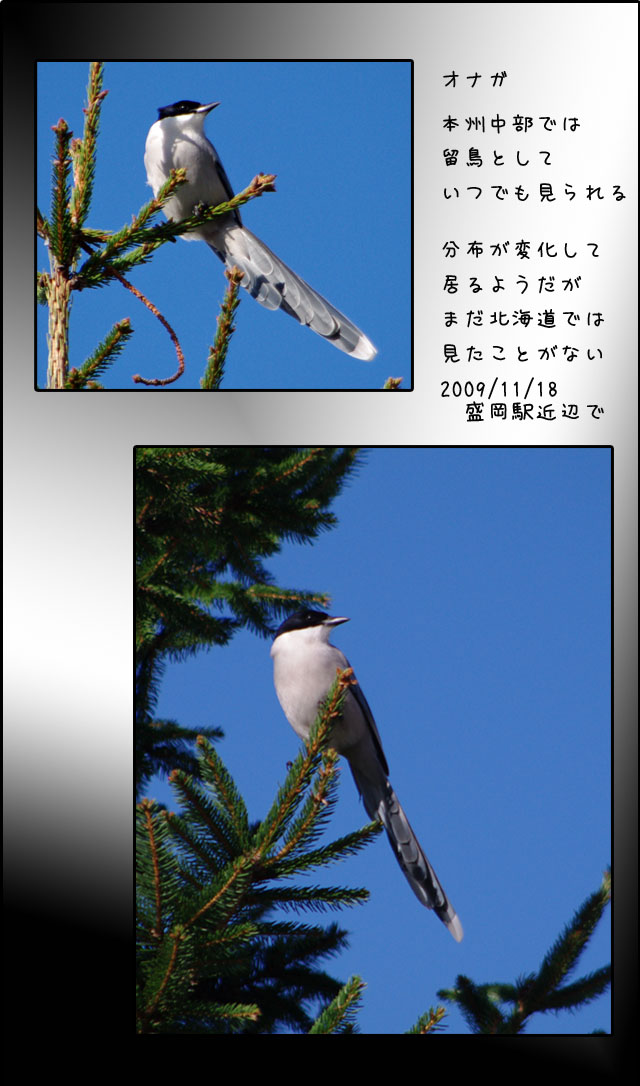 白鳥_b0019313_1741033.jpg