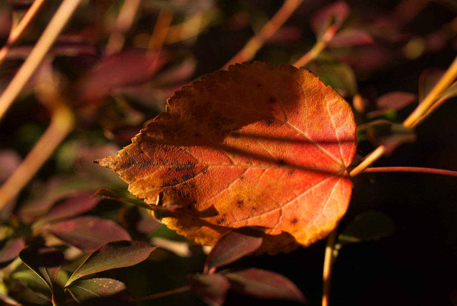 近所の公園の紅葉　その2_d0085413_2119194.jpg