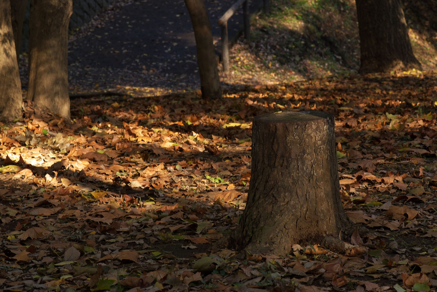 近所の公園の紅葉　その１_d0085413_216455.jpg