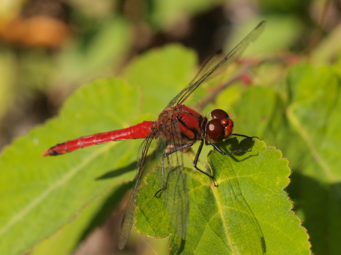 ナツアカネ_c0116915_23295224.jpg