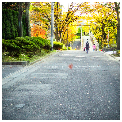 落ち葉_e0117517_23561958.jpg