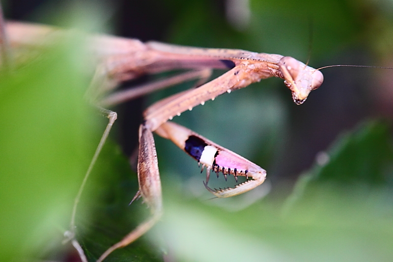 ハラビロカマキリとコカマキリ_c0085622_2231727.jpg