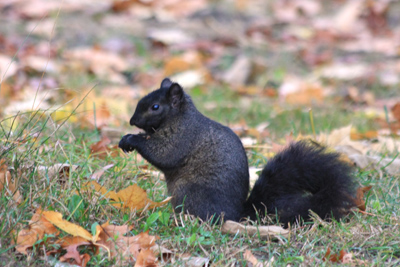 017 High Park ~もう少し早く来れば・・・~_c0211532_1337490.jpg