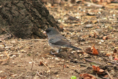 017 High Park ~もう少し早く来れば・・・~_c0211532_14295860.jpg