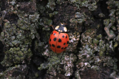 017 High Park ~もう少し早く来れば・・・~_c0211532_14512944.jpg