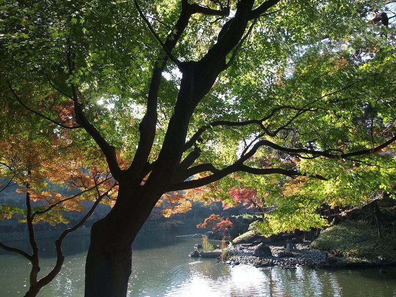 盛りだくさんの勤労感謝の日　その２　後楽園_f0050534_22331088.jpg