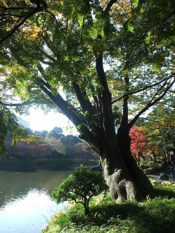 盛りだくさんの勤労感謝の日　その２　後楽園_f0050534_2233115.jpg