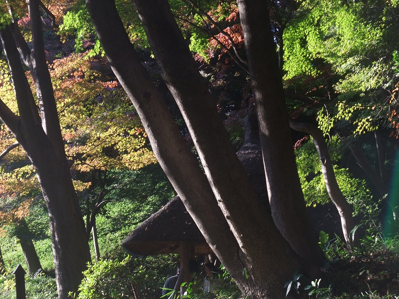 盛りだくさんの勤労感謝の日　その２　後楽園_f0050534_22332063.jpg