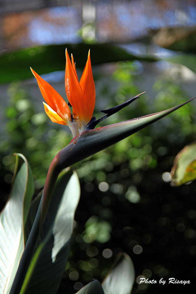 綺麗な花には毒がある ミ 愛 夢 光 彡