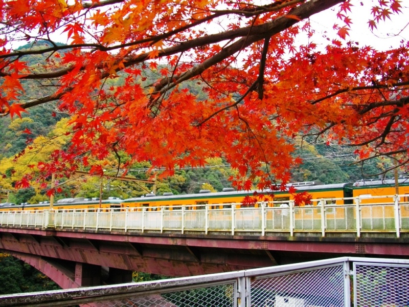 大阪ライブ＆保津峡駅にて紅葉補給レポ2009_c0101739_2039856.jpg