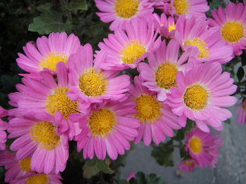 a0054240_1803137.jpg