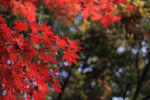 京都の紅葉_e0187443_2236910.jpg