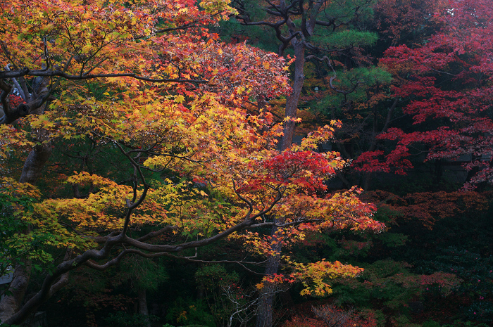 色鮮やかな庭園（泉涌寺・御座所庭園）_f0155048_2224794.jpg