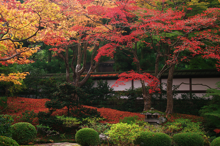 色鮮やかな庭園（泉涌寺・御座所庭園）_f0155048_22412935.jpg