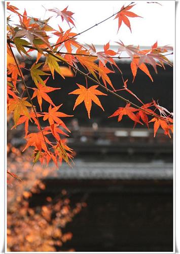 サイの近況と 遅ればせながらの紅葉_c0049950_022162.jpg