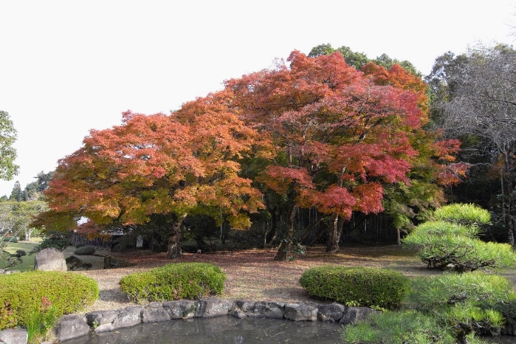 文化会館庭園の紅葉は_b0114756_1895639.jpg