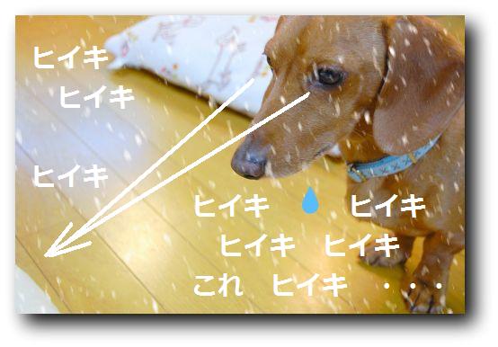 11/23・曇　異犬種の壁（？　＾＾；）骨ガム☆_b0112758_19105627.jpg