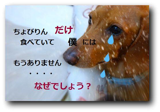 11/23・曇　異犬種の壁（？　＾＾；）骨ガム☆_b0112758_1932646.jpg