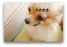 11/23・曇　異犬種の壁（？　＾＾；）骨ガム☆_b0112758_19574641.jpg
