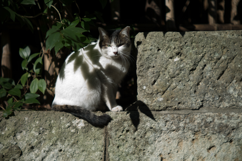 Leica M9 + P. ANGENIEUX 90mm F1.8 TYPE P1_e0135059_1981393.jpg