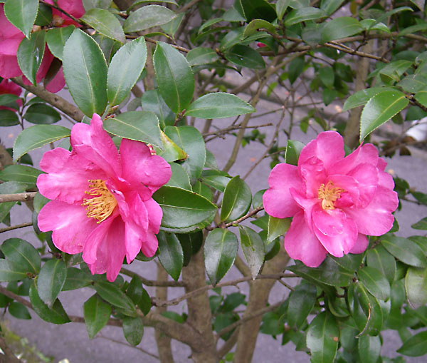 b0053660_936874.jpg