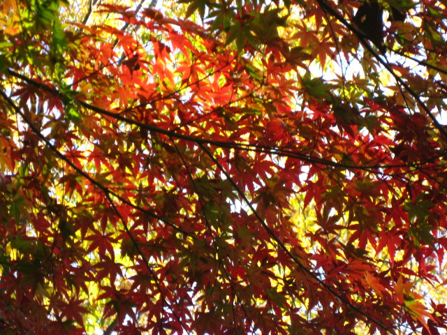 c0145763_2133189.jpg