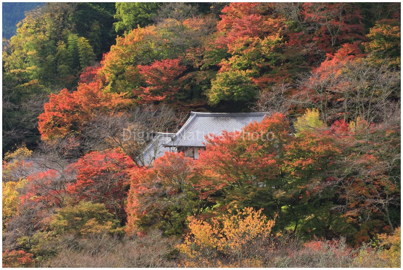 長谷寺の紅葉_e0187264_2042251.jpg